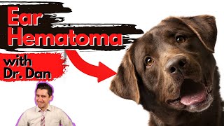 Dog Ear Hematoma Dr Dan explains [upl. by Eenrahc]