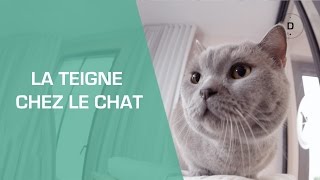 La Teigne du chat  Animaux [upl. by Woolley957]