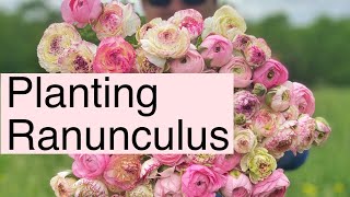 How To Plant Ranunculus  PepperHarrow Farm [upl. by Vinay]