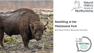 Rewilding at the Pleistocene Park [upl. by Okiron629]