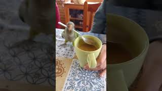 Funniest Parrot Moments That Will Make You Laugh Out Loud birds [upl. by Idnam]