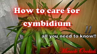 How to care for cymbidium orchids  watering fertilizing reblooming recognize spikes [upl. by Gerrald]