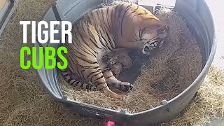 Critically Endangered Tiger Gives Birth To Three Cubs [upl. by Perot]