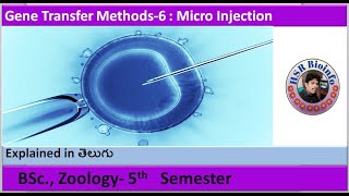 Gene Transfer Methods6  micro injection BSc Zoology  HSR Bioinfo [upl. by Monagan10]