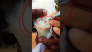 Pigeon pox treatment 201 pigeonmedicine shorts tranding pets birds pigeontreatment pigeonpox [upl. by Nnave]