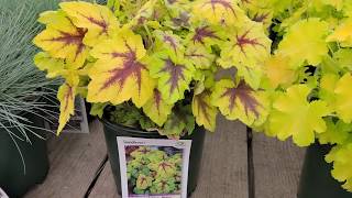 Heucherella Catching Fire Foamy Bells  Tremendous Brightly Colored Perennial [upl. by Goerke]