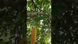 buah cempedak garden fruit youtubeshorts shorts [upl. by Eyaj73]