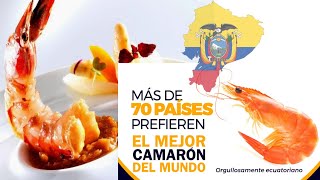 Ecuador es el mayor exportador de camarón del mundo [upl. by Ihteerp168]