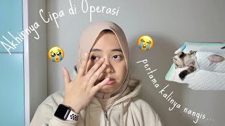 Dikira hamil ternyata Cipa sakit Pyometra 😿 [upl. by Burrow686]