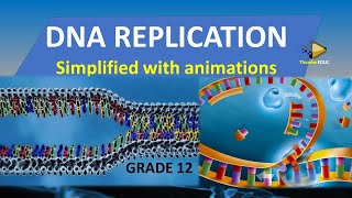 DNA REPLICATION SIMPLIFIED PROCESS WITH ANIMATION GRADE 12 LIFE SCINCE 2021 ThunderEDUC MSAIDI [upl. by Leandre]