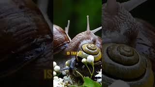 Difference between SNAILS vs SLUGS animalfacts [upl. by Donovan]