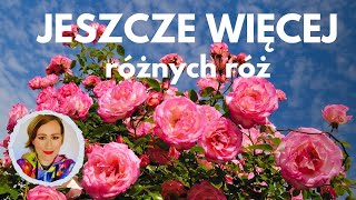 Jeszcze więcej róż 🌹🌹🌹🌹🌹 [upl. by Anthea]