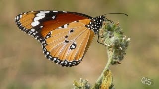 Le papillon Monarque Danaus chrysippus [upl. by Nedyah516]