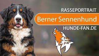 ► Berner Sennenhund 2018 Rasse Aussehen amp Charakter [upl. by Nanda]