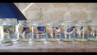 Betta Fish Bottle  Srilankan 🇱🇰 worldoffish769 [upl. by Amieva248]