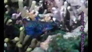 Mandarin fish Mating  麒麟魚  花斑連鰭䲗  官服鱼 [upl. by Haidadej465]