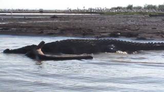 Crocodile market in Nechisar Nat ParkEthiopia [upl. by Leroy212]