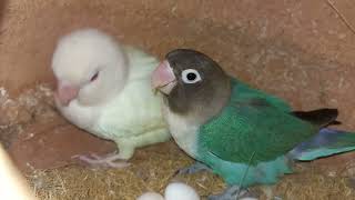 How to Care Birds  Lovebirds Eggs  Birds Breeding youtubeshorts ytshorts youtuber trending [upl. by Navoj]