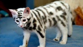 15 very expensive and rare cat breeds [upl. by Assenar]