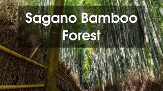 Kyotos Serene Sanctuary The Sagano Bamboo Forest [upl. by Dilahk]