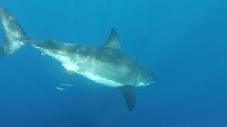 Great White Shark swims right past me [upl. by Ahsita]