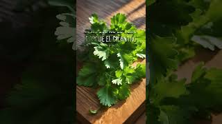 ¡No creerás lo que el cilantro puede hacer por ti superalimento cilantro [upl. by Irrahs]