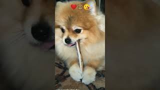 Cutest puppy video 📸❤️😘🤩 petsfunnypawsomecutevideos [upl. by Eisnil9]