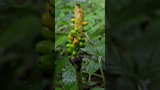 Arisaema flora nature Sacred grove Naga VanaHinduism [upl. by Ynetruoc319]