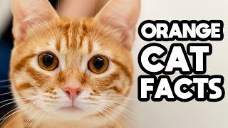 8 Facts about Orange Cats You Did Not Know [upl. by Norine]