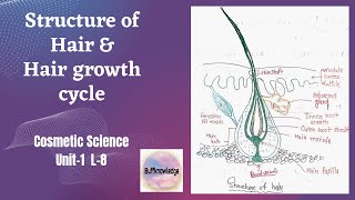 Structure of Hair amp Hair growth cycle Cosmetic Science  Unit 1 L8 BampD Pharmacy Bpharm8thsem [upl. by Sherburn]