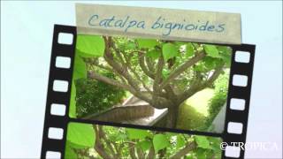 Catalpa bignonioides 12987 [upl. by Aerdma]