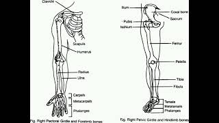 Forelimb and Hindlimb  BonesbiologyhumanskeletalsystembonesForelimbboneshindlimbbonesneet2025 [upl. by Joo]