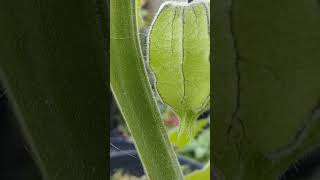 Physalis Im growing it 311024 [upl. by Sashenka119]