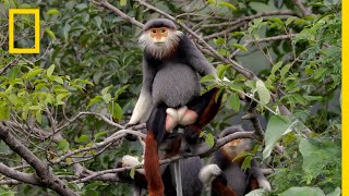 This Endangered Monkey is One of the World’s Most Colorful Primates  Short Film Showcase [upl. by Zimmerman]