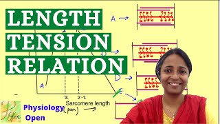 Length tension relationship muscle  physiology mbbs 1st year [upl. by Chader]