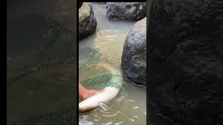 Monster Eel unsalted water shortsvideo shorts [upl. by Urian]