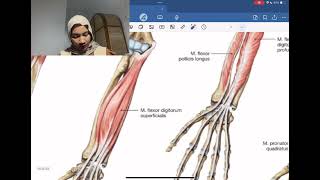 Anatomi Mandibula amp M Masticatores M Regio Antebrachium amp Regio Manus dan Art Genu amp Os Femur [upl. by Delmar]