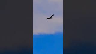 Huge Vulture sailing over swamp nature birds turkeyvulture wildlife [upl. by Buffo]