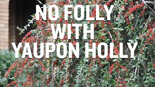 Interesting Facts About Yaupon Holly [upl. by Serafine]