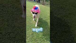 Kabootari song Performance by dog jully dance song viralvideo dogbreed [upl. by Ubald]