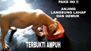 TIPS ANJING CEPAT GEMUK DAN MAKAN LAHAP [upl. by Akimahc829]