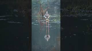 Black Winged Stilt in its element wetlandbirds birdsinindia birdsshorts [upl. by Luemas]