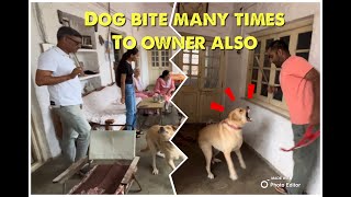 Full aggressive Lab Mix Breed on behaviour training HOW TO STOP DOG BITE dog attack to humans [upl. by Erej535]