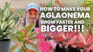 TIPS TO ENCOURAGE YOUR AGLAONEMA GROW FASTER [upl. by Marquez]