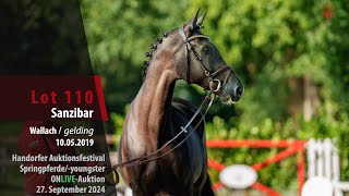 Auktionsfestival Lot 110 Sanzibar Wallach v Sandro Junior  Carolus I [upl. by Ardnohsal]