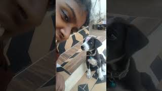 🤭🐶kajajinthabakdumdum mypuppycutepuppy karaikudi karuvachi DheviMaduraiveeran [upl. by Ayak155]