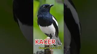 BURUNG KACER Copsychus saularis burung faktaunik kicaumania burung burungkicau kicauindonesia [upl. by Nulubez]