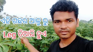 leg making this potato trees  ଏହି ଗଛ ର ଆଳୁ ରୁ LEG  Tuna naik k  blog video [upl. by Aiam710]