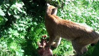 luchs im wildpark beim fressen [upl. by Einnhoj]