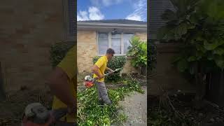 🍃 Satisfying Hedge Trimming [upl. by Dasha]